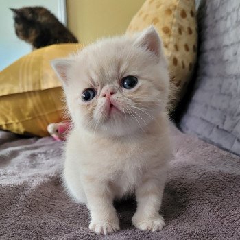 chaton Exotic Shorthair cream creme Chatterie Katzarolli