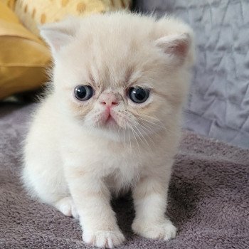 chaton Exotic Shorthair cream creme Chatterie Katzarolli