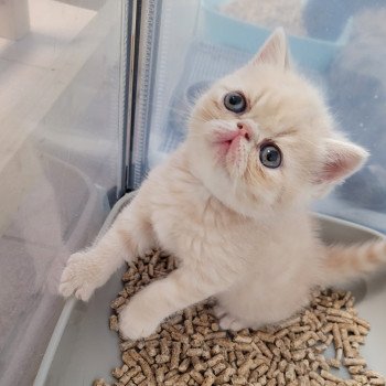 chaton Exotic Shorthair cream Ucello Chatterie Katzarolli