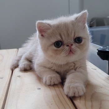 chaton Exotic Shorthair cream Ucello Chatterie Katzarolli