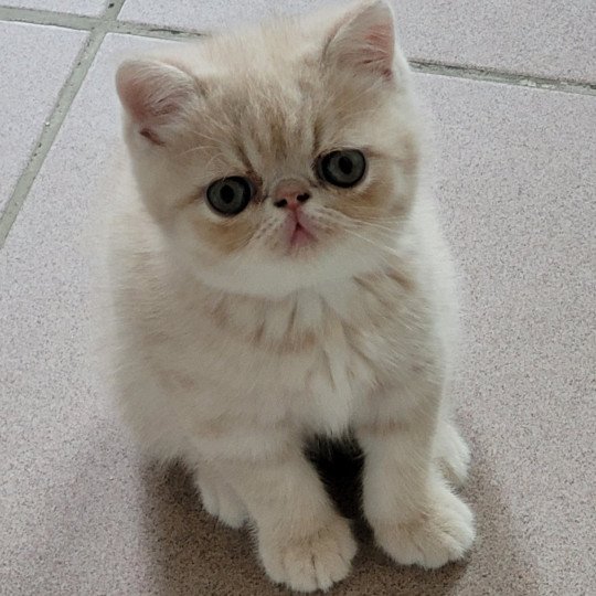 Ucello Mâle Exotic Shorthair