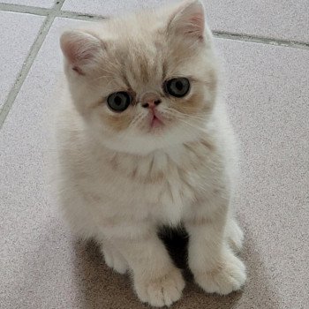 chaton Exotic Shorthair cream Ucello Chatterie Katzarolli