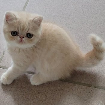 chaton Exotic Shorthair cream Ucello Chatterie Katzarolli