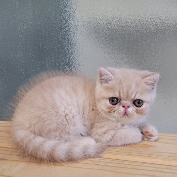 chaton Exotic Shorthair cream Ucello Chatterie Katzarolli