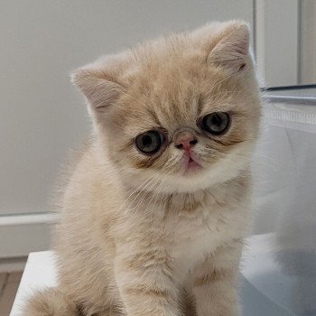 chaton Exotic Shorthair cream Ucello Chatterie Katzarolli