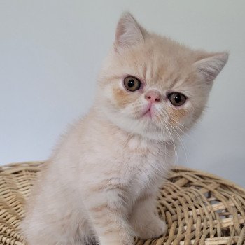 chaton Exotic Shorthair cream Ucello Chatterie Katzarolli