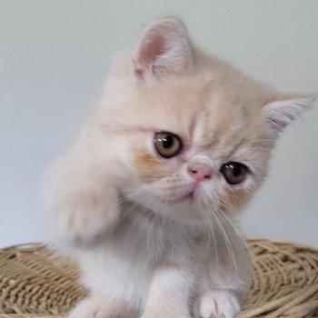 chaton Exotic Shorthair cream Ucello Chatterie Katzarolli