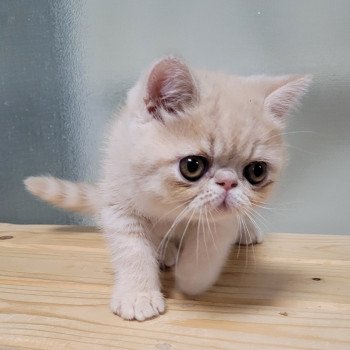 chaton Exotic Shorthair cream Ucello Chatterie Katzarolli