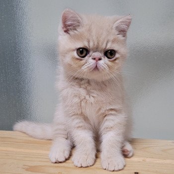 chaton Exotic Shorthair cream Ucello Chatterie Katzarolli