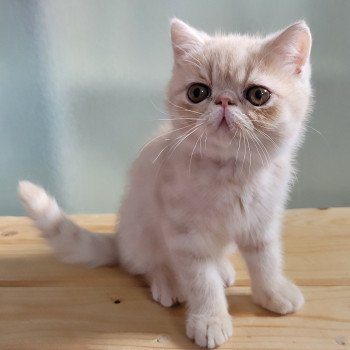 chaton Exotic Shorthair cream Ucello Chatterie Katzarolli