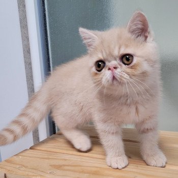 chaton Exotic Shorthair cream Ucello Chatterie Katzarolli