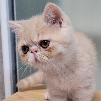 chaton Exotic Shorthair cream Ucello Chatterie Katzarolli