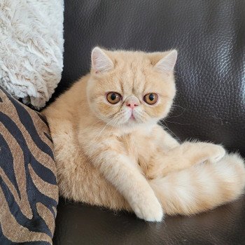 chaton Exotic Shorthair cream Ucello Chatterie Katzarolli