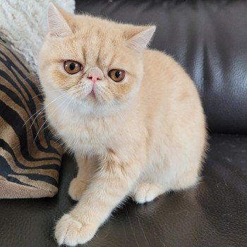 chaton Exotic Shorthair cream Ucello Chatterie Katzarolli