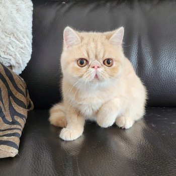 chaton Exotic Shorthair cream Ucello Chatterie Katzarolli