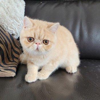 chaton Exotic Shorthair cream Ucello Chatterie Katzarolli