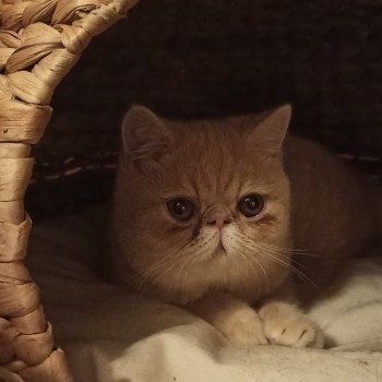 chaton Exotic Shorthair cream Ucello Chatterie Katzarolli