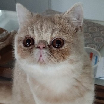 chaton Exotic Shorthair cream Ucello Chatterie Katzarolli