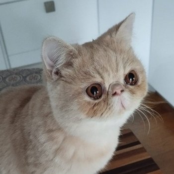 chaton Exotic Shorthair cream Ucello Chatterie Katzarolli