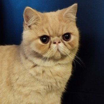 chaton Exotic Shorthair cream Ucello Chatterie Katzarolli