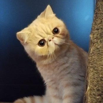 chaton Exotic Shorthair cream Ucello Chatterie Katzarolli