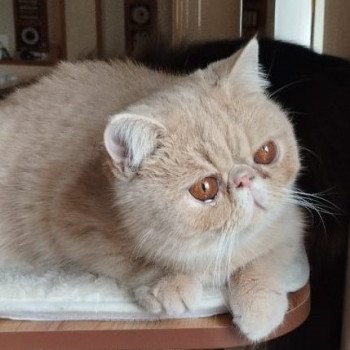 chaton Exotic Shorthair cream Ucello Chatterie Katzarolli