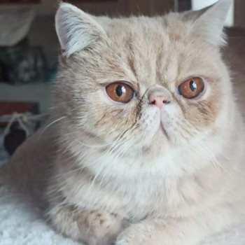 chaton Exotic Shorthair cream Ucello Chatterie Katzarolli