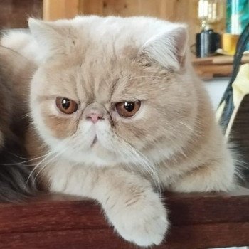 chaton Exotic Shorthair cream Ucello Chatterie Katzarolli