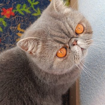 chaton Exotic Shorthair blue blotched tabby Uda Chatterie Katzarolli