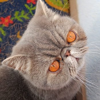 chaton Exotic Shorthair blue blotched tabby Uda Chatterie Katzarolli