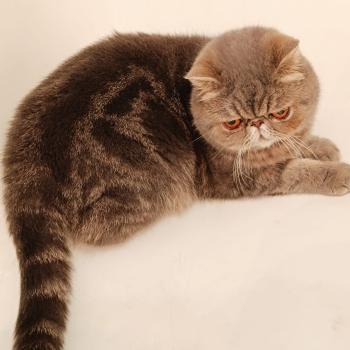 chaton Exotic Shorthair blue blotched tabby Uda Chatterie Katzarolli