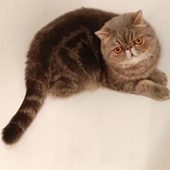 chaton Exotic Shorthair blue blotched tabby Uda Chatterie Katzarolli