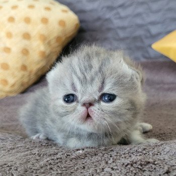 chaton Exotic Shorthair blue blotched tabby Chatterie Katzarolli