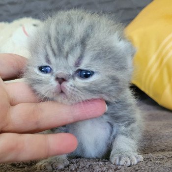 chaton Exotic Shorthair blue blotched tabby Chatterie Katzarolli