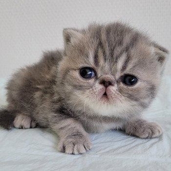 chaton Exotic Shorthair blue blotched tabby bleue Chatterie Katzarolli