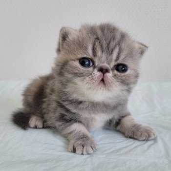 chaton Exotic Shorthair blue blotched tabby bleue Chatterie Katzarolli