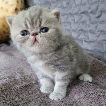 chaton Exotic Shorthair blue blotched tabby bleue Chatterie Katzarolli