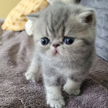 chaton Exotic Shorthair blue blotched tabby bleue Chatterie Katzarolli