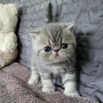 chaton Exotic Shorthair blue blotched tabby bleue Chatterie Katzarolli