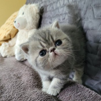 chaton Exotic Shorthair blue blotched tabby bleue Chatterie Katzarolli