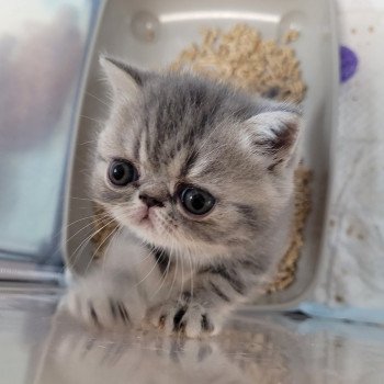 chaton Exotic Shorthair blue blotched tabby bleue Chatterie Katzarolli