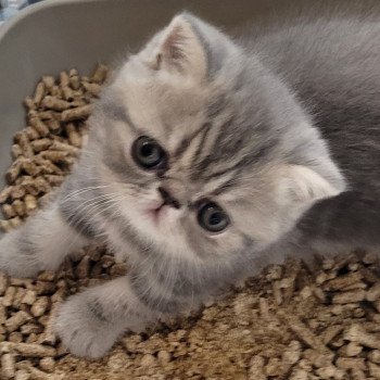 chaton Exotic Shorthair blue blotched tabby bleue Chatterie Katzarolli