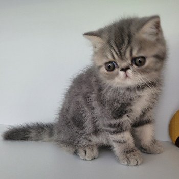 chaton Exotic Shorthair blue blotched tabby bleue Chatterie Katzarolli