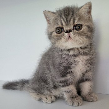 chaton Exotic Shorthair blue blotched tabby bleue Chatterie Katzarolli