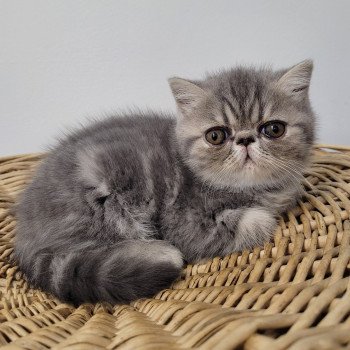 chaton Exotic Shorthair blue blotched tabby Uda Chatterie Katzarolli