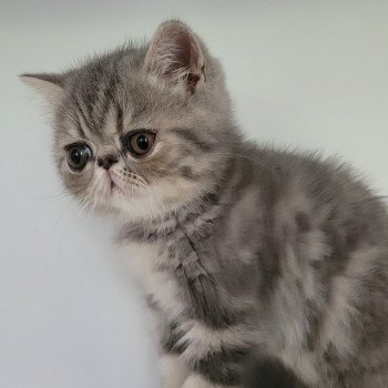 chaton Exotic Shorthair blue blotched tabby Uda Chatterie Katzarolli