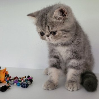 chaton Exotic Shorthair blue blotched tabby Uda Chatterie Katzarolli