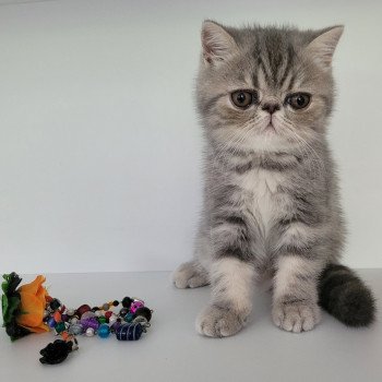 chaton Exotic Shorthair blue blotched tabby Uda Chatterie Katzarolli