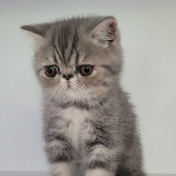 chaton Exotic Shorthair blue blotched tabby Uda Chatterie Katzarolli