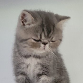 chaton Exotic Shorthair blue blotched tabby Uda Chatterie Katzarolli